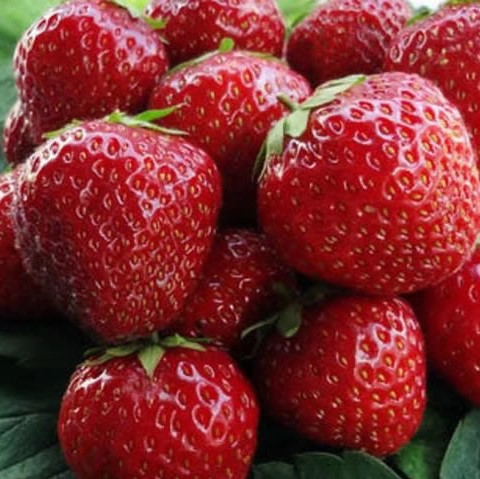 Земляника Бравура